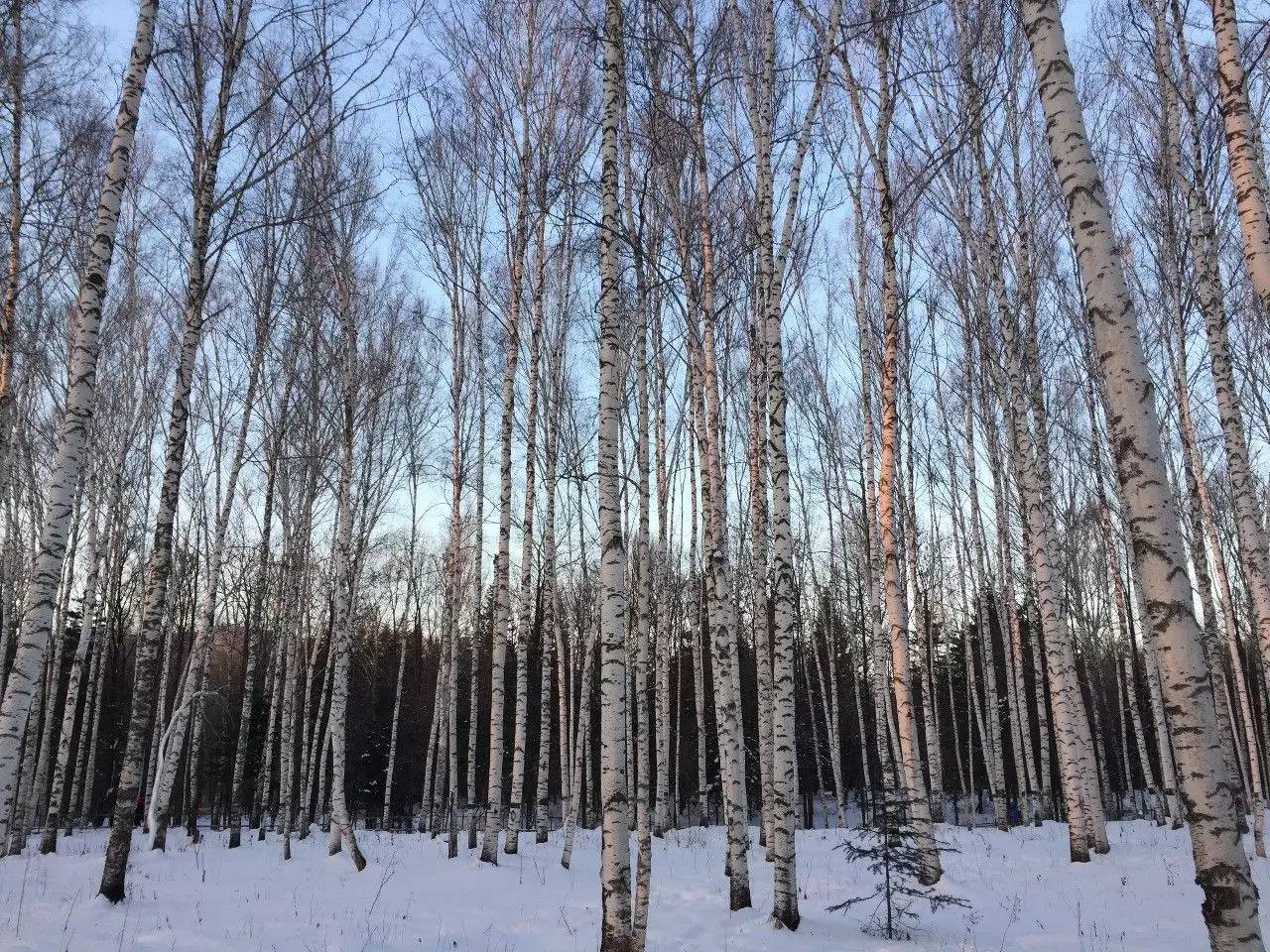 雪中的白桦林 在白雪覆盖下也是笔挺得屹立着