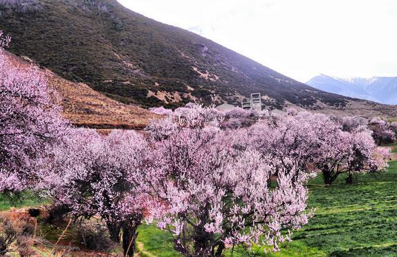 2017川藏线林芝桃花节摄影之旅攻略-家园旅程