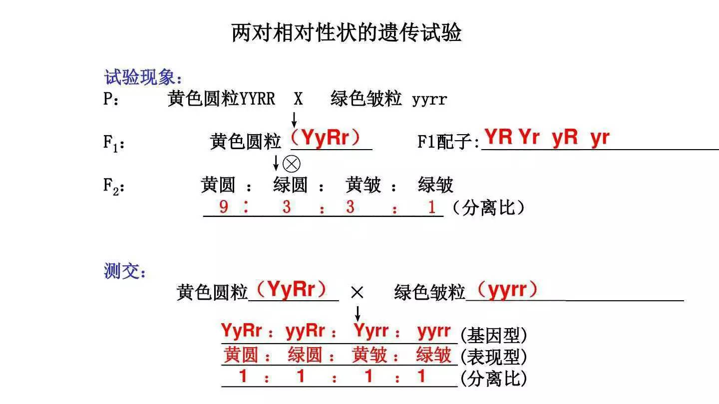 高中生物难吗