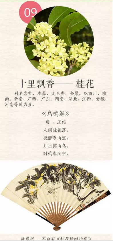 中国十大名花是:梅花,牡丹,菊花,兰花,月季,杜鹃,茶花,荷花,桂花