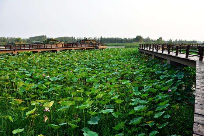 济宁有多少人口_从济宁到徐州多少公里