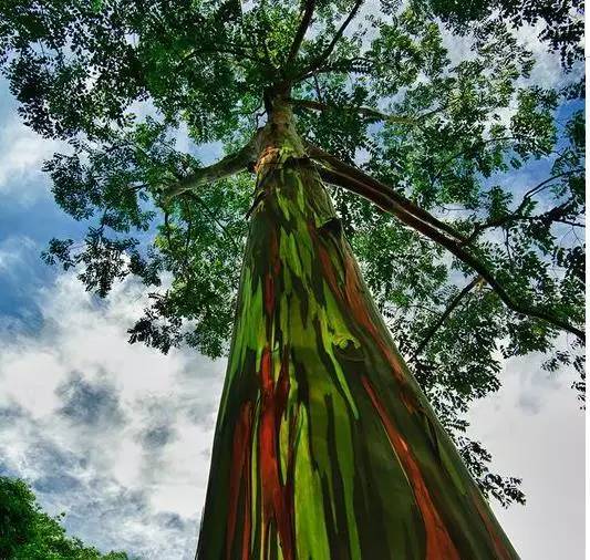 世界上最壮观的12棵树,中国的最美,美国的最吓人