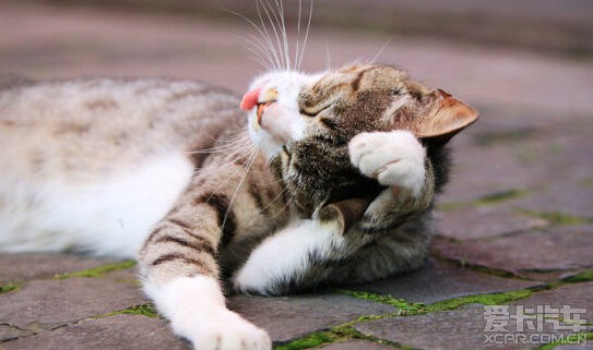 猫咪食物过敏会有什么症状?猫咪食物过敏怎么