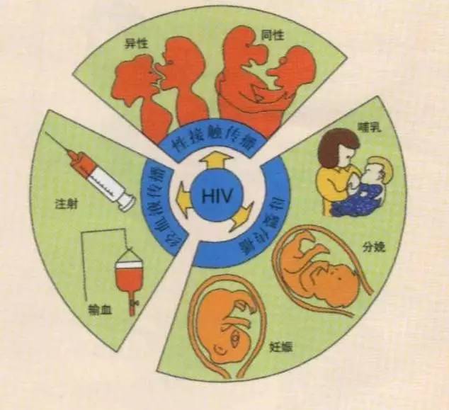 近10年 我国艾滋病病毒的传播途径发生了明显变化 同性传播 占比从