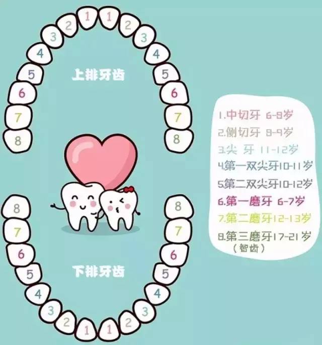 儿童换牙开始时间,儿童换牙顺序图,儿童几岁开始换牙