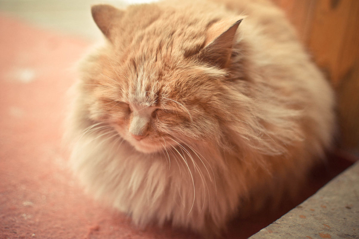 猫咪食物过敏会有什么症状?猫咪食物过敏怎么