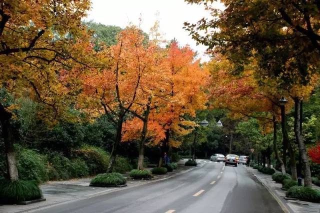 旅游 正文 龙井路始自龙井村,至灵隐路,一段长约3公里的山路,每年的