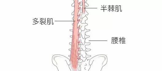 腰部深层肌肉(多裂肌等)负责腰