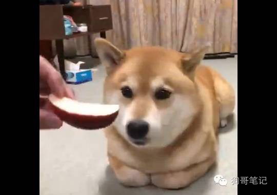 喜欢吃苹果的狗狗见多了 但这姿势还真是第一