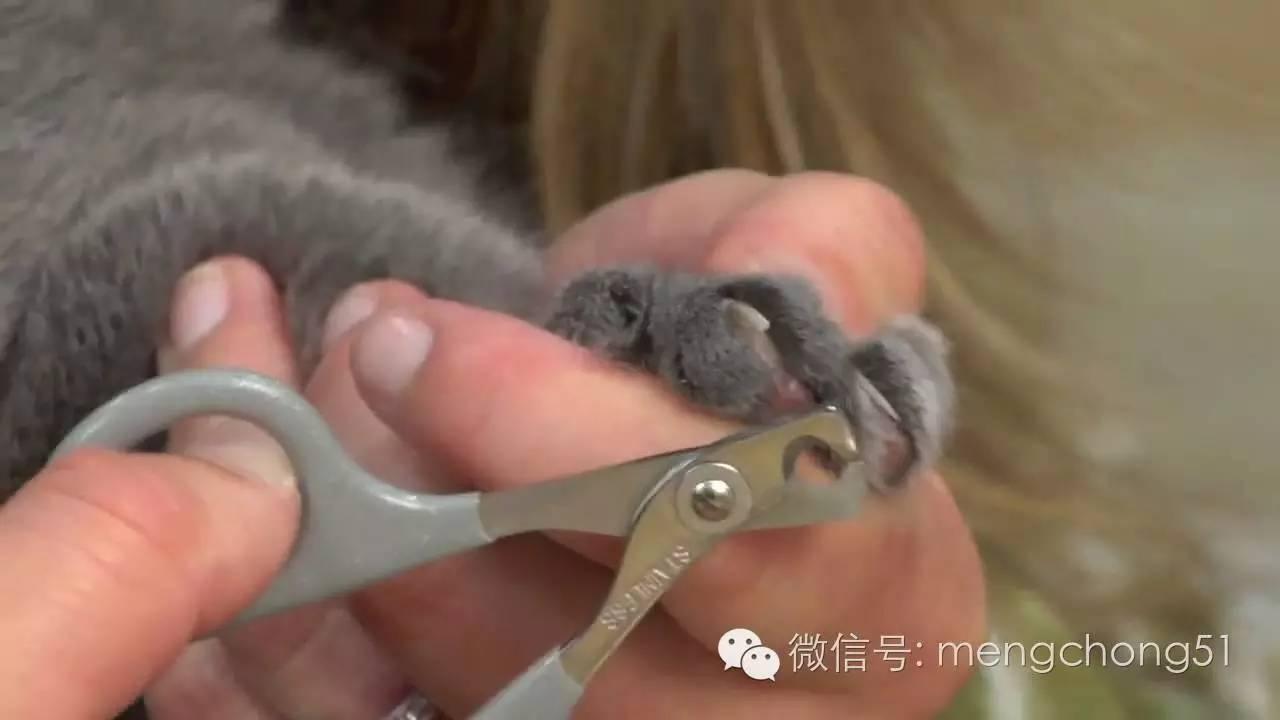 你知道为猫咪剪指甲的正确方式吗?