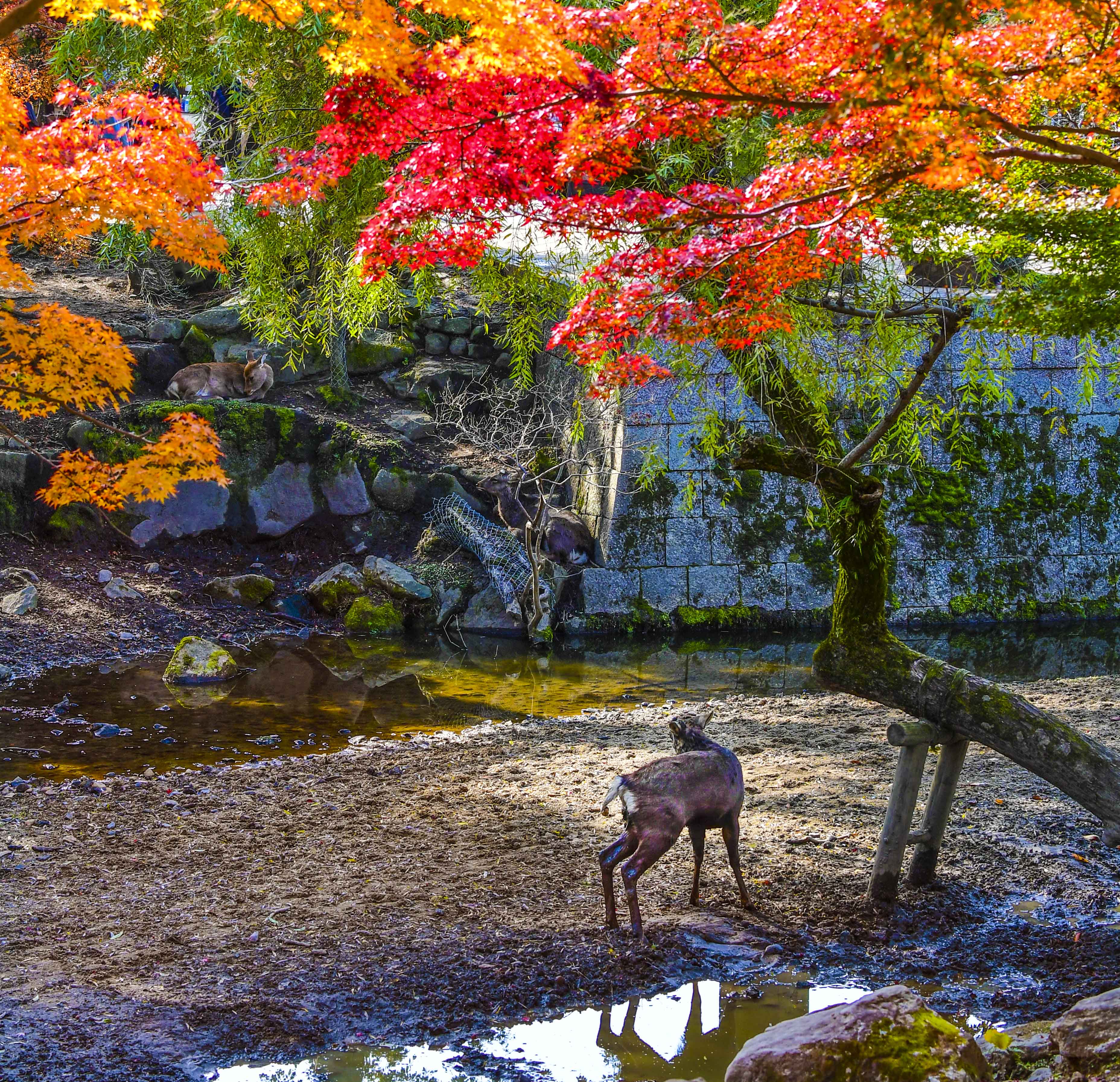 跟着奈良的神鹿漫步红叶公园