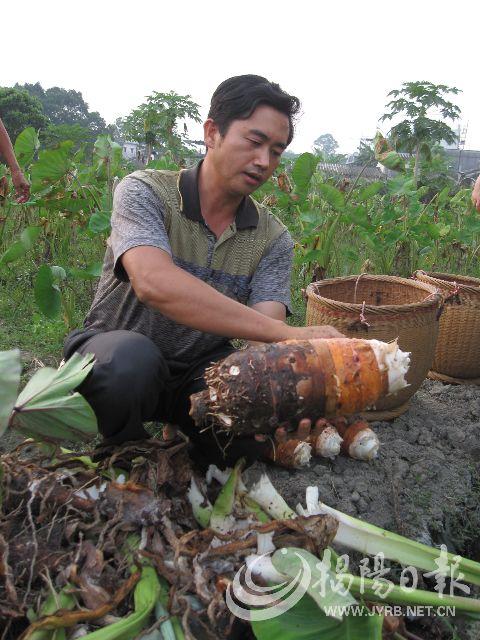 首页 中医养生 正文 按文中描写懒残吃的应是大魁芋,芋之佳品当