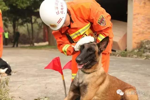 "犬王"争霸,听说江西最牛掰的狗狗都在这里