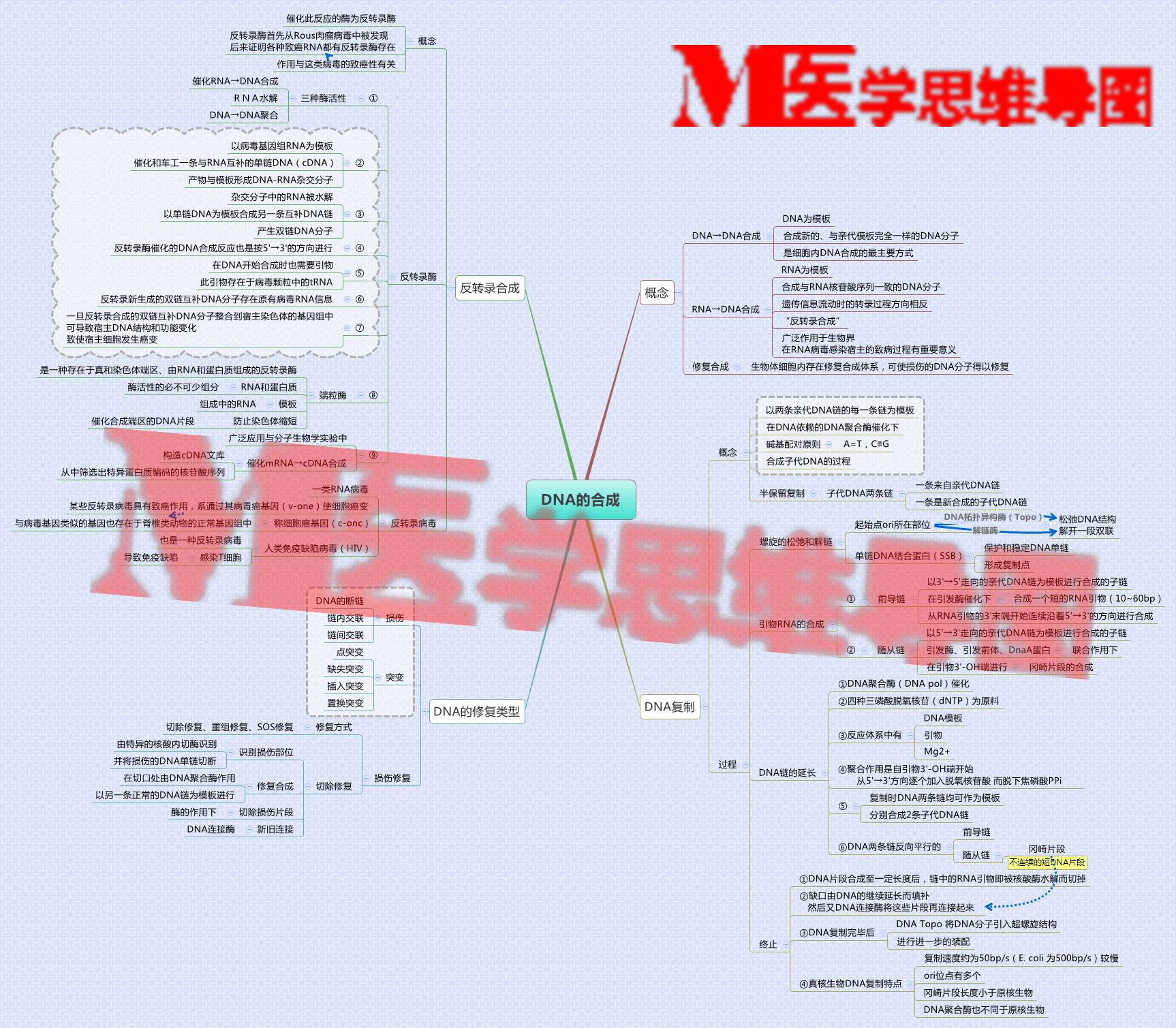 思维导图丨dna的合成