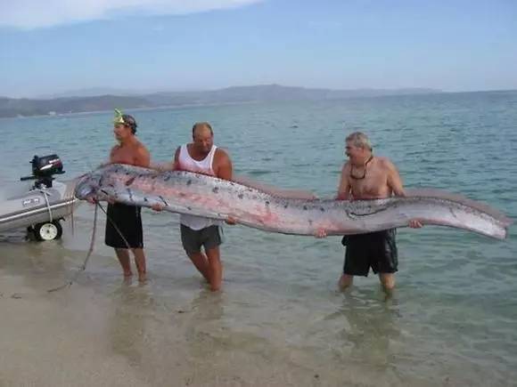 石浦抓获一条千年"带鱼精"体长2米多!