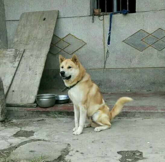 【肯定是秋田犬跟土狗串的【这么名贵的狗狗,你就这么对待它,这不