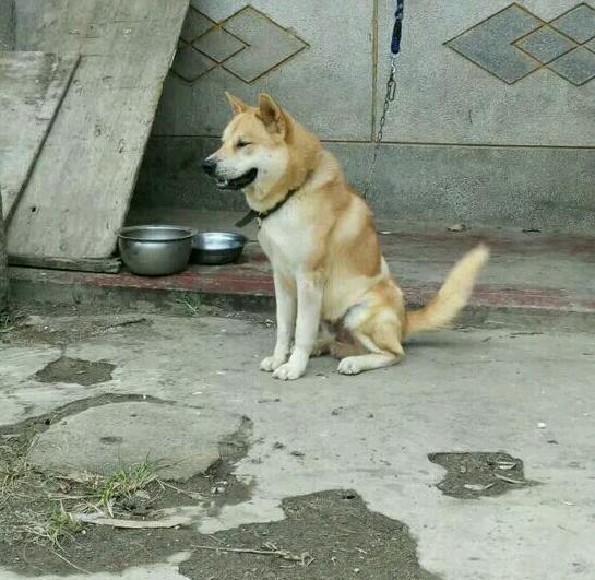 【肯定是秋田犬跟土狗串的【这么名贵的狗狗,你就这么对待它,这不