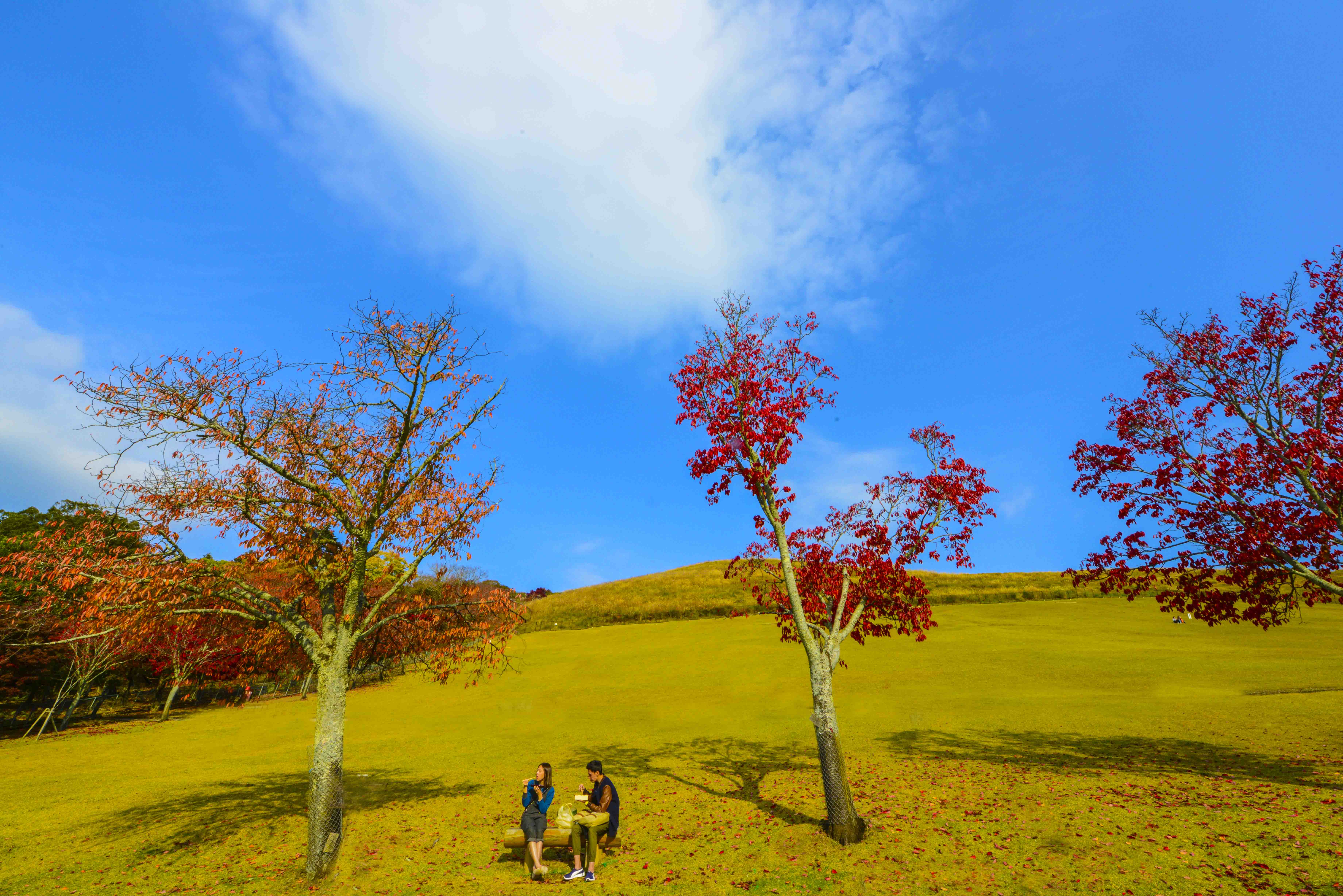 跟着奈良的神鹿漫步红叶公园-搜狐旅游
