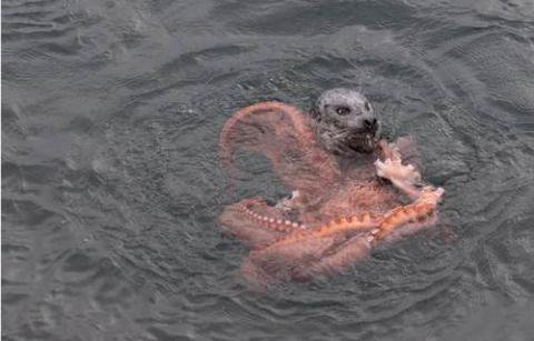 海豹被章鱼缠住 游客想救助却发现事情不是那样