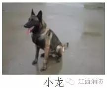 "犬王"争霸,听说江西最牛掰的狗狗都在这里