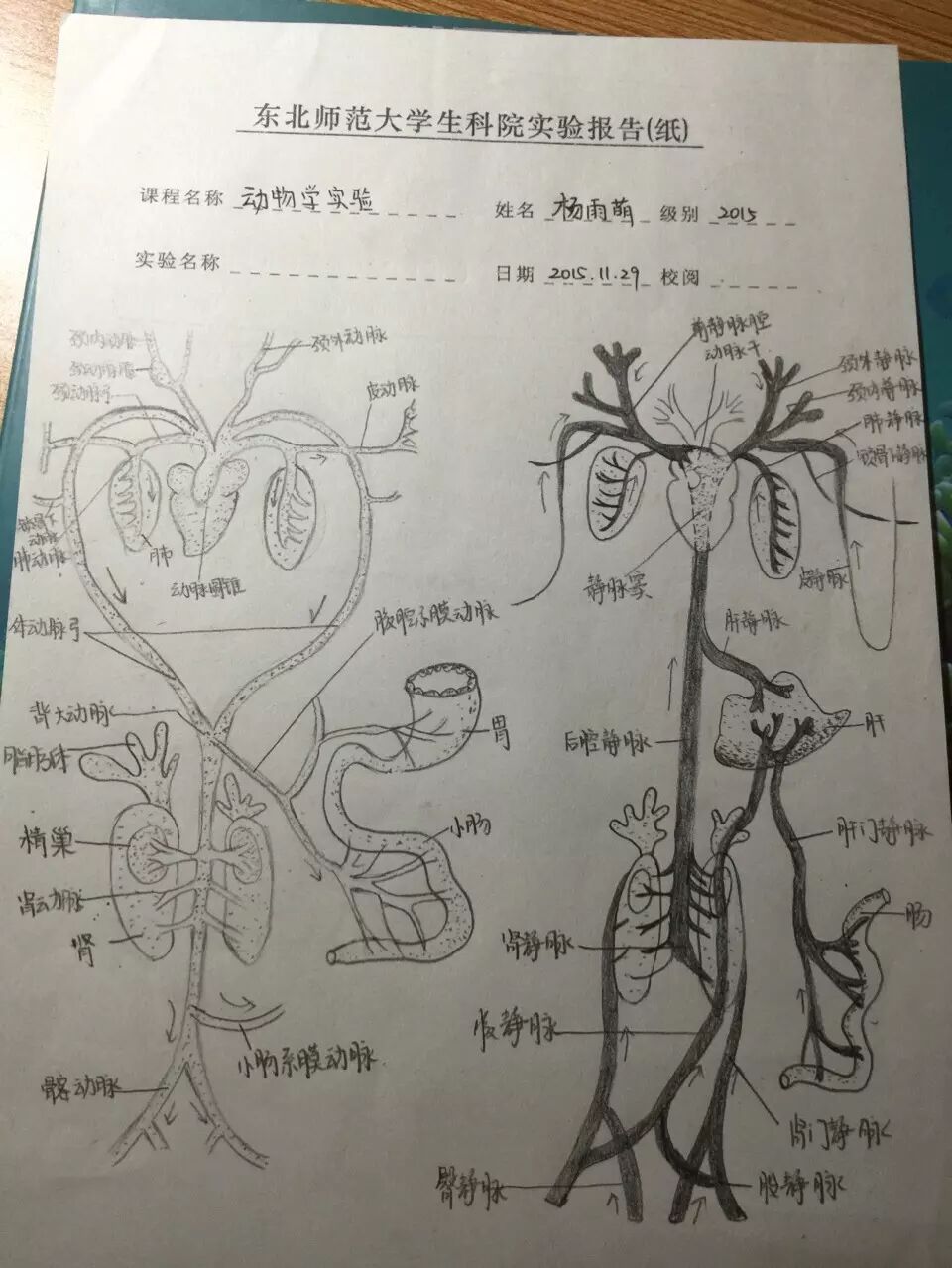 注【画图】:实验报告. q:印象最深的一次实验是?