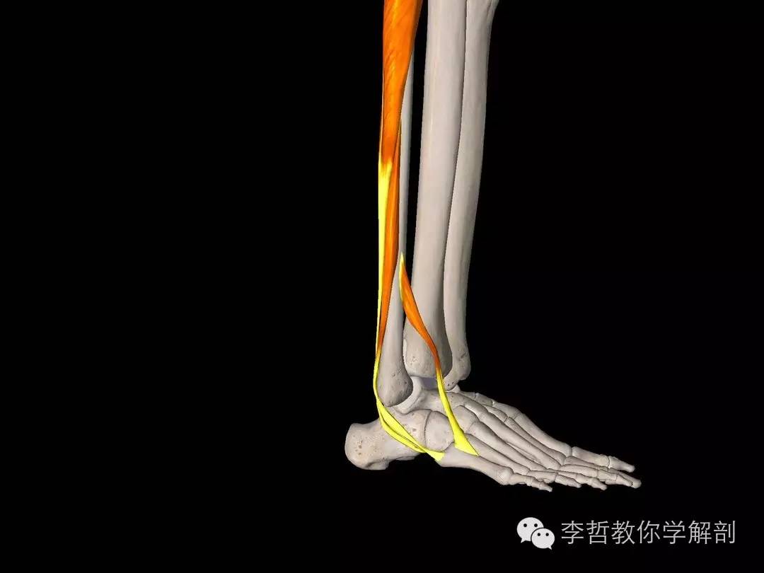 第三腓骨肌:100人中有7—8人没有这个肌肉;它附着于腓骨下段前方,另一