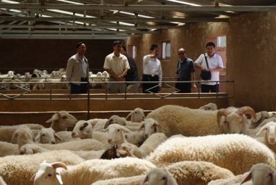 2017年肉羊产业发展的十个改变