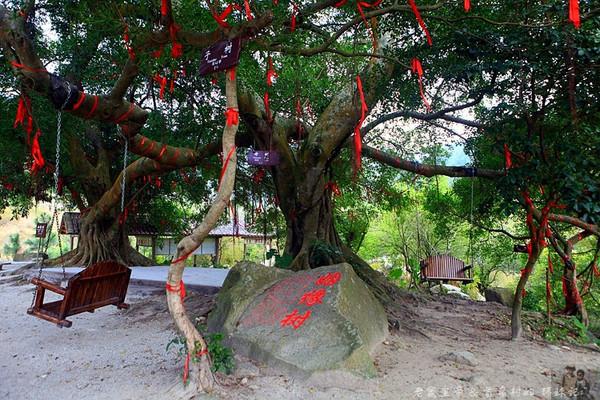 我们在天露山遇千年双榕,名唤姻缘树,一雌一雄相依共生,气根蔓延,还