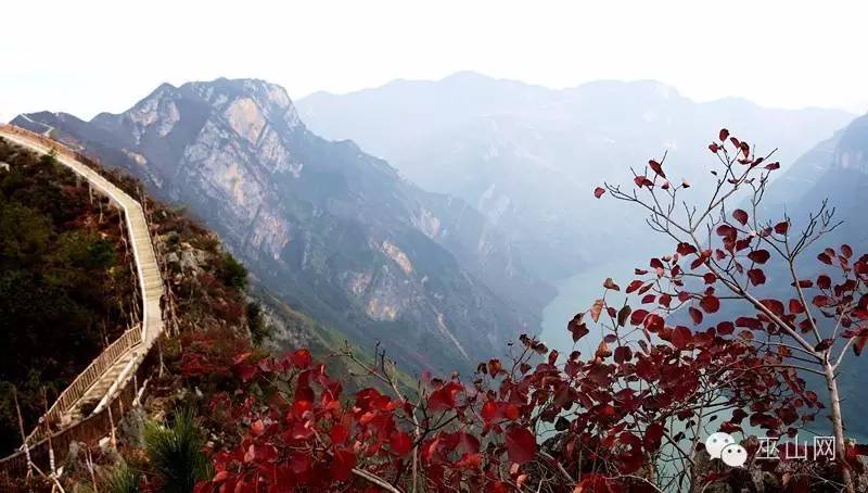 巫山新一波红叶大片,爱家乡的巫山人都要转