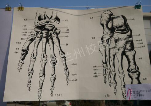医学生解剖绘图强势来袭