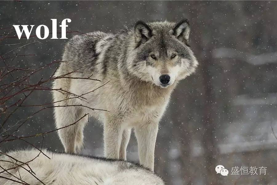 wolf 狼