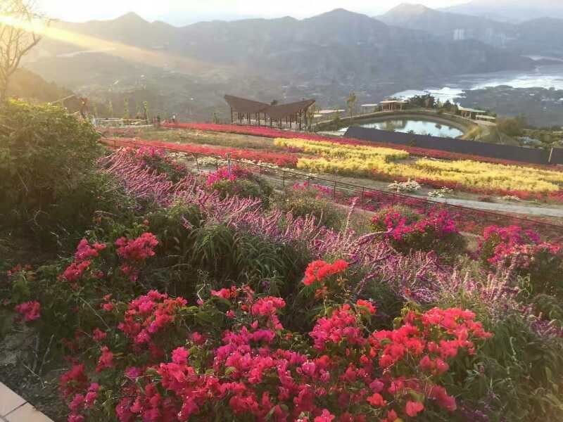 大量外来人口对攀枝花杨花_攀枝花花图片