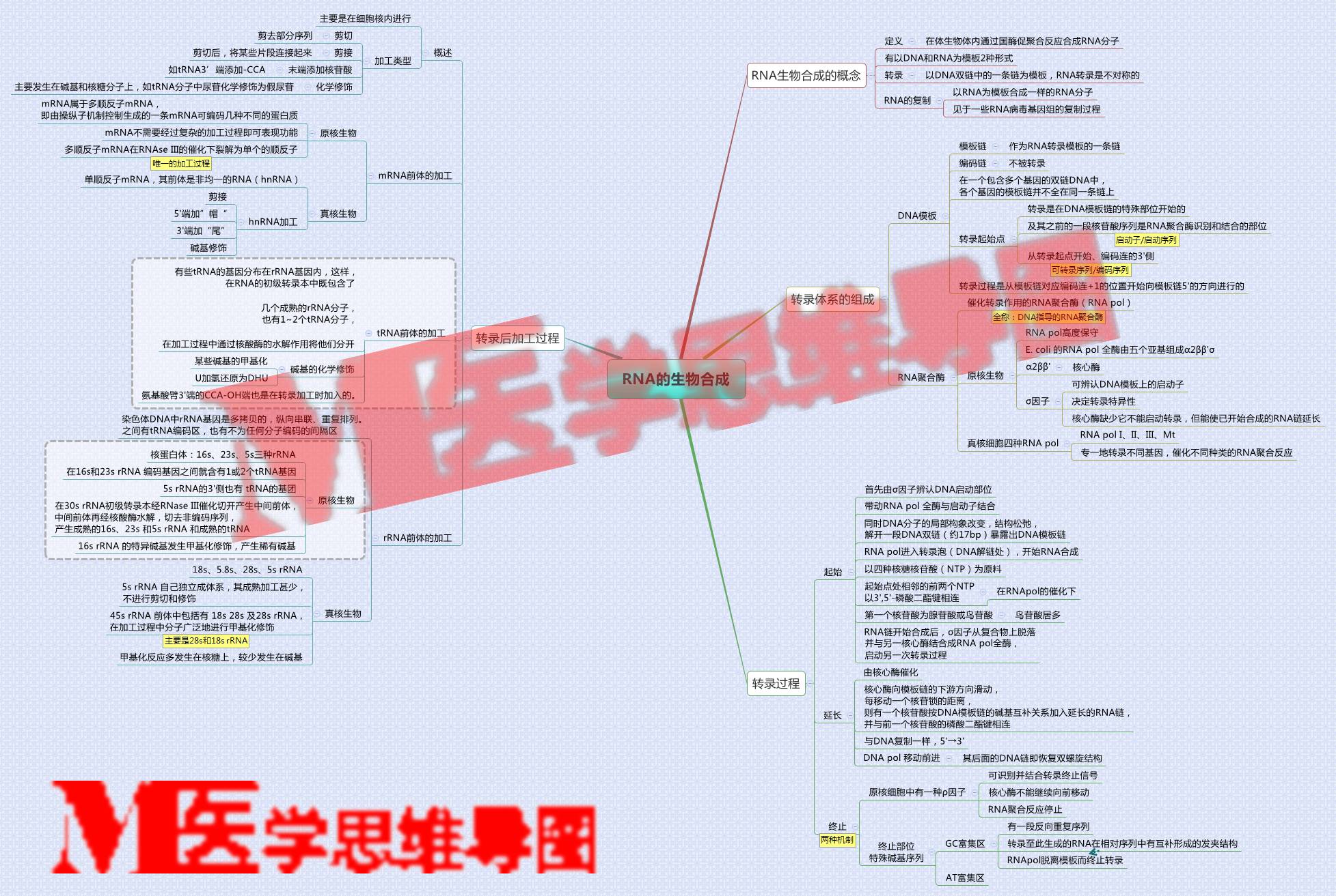 思维导图丨rna的生物合成