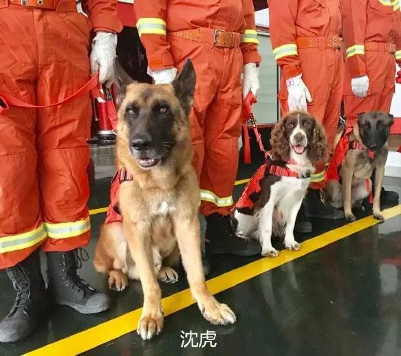 消防员沈鹏带着它的搜救犬沈虎一起退役真是想都不敢想啊