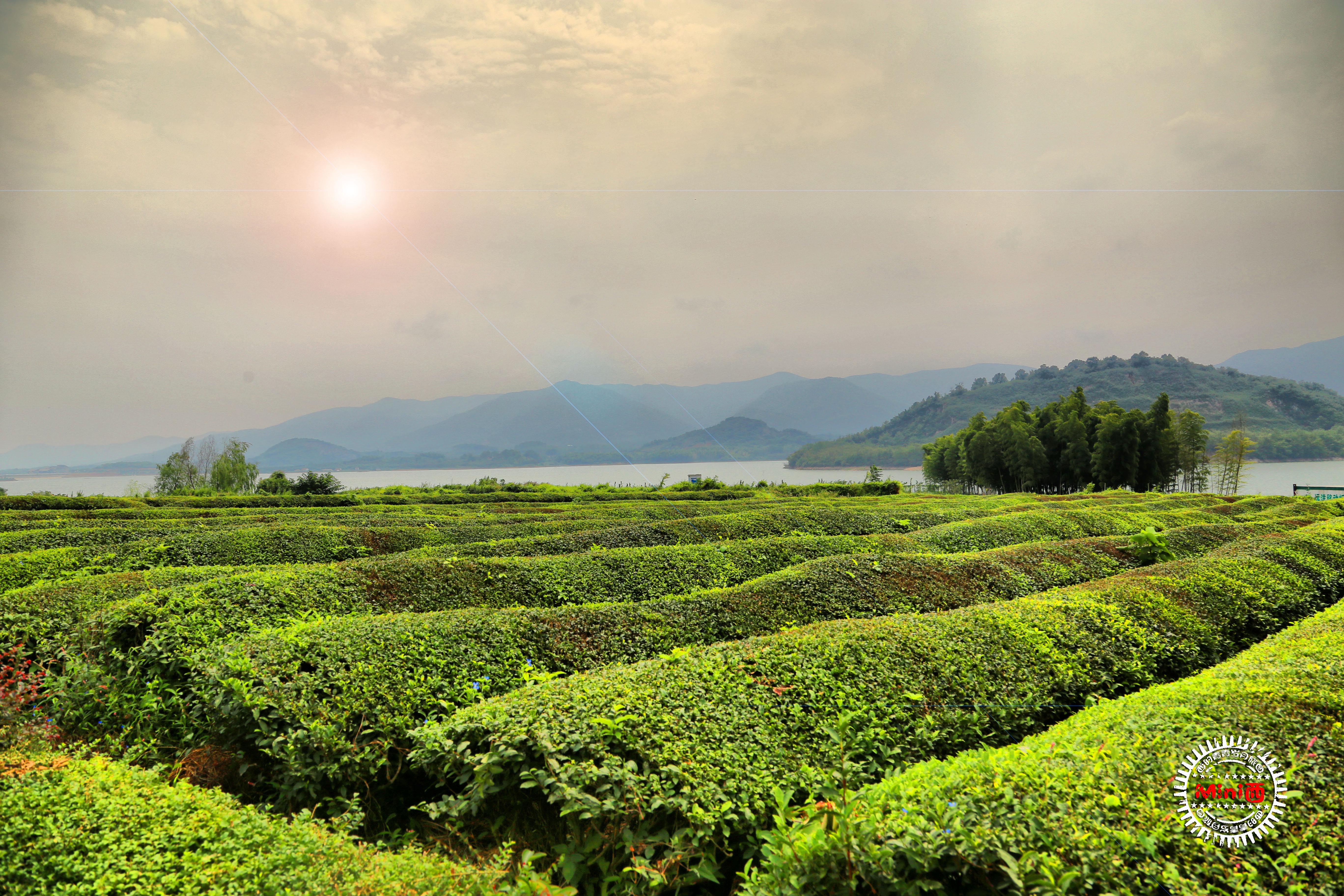 在阳羡来一场穿越山水茶园的小清新骑行