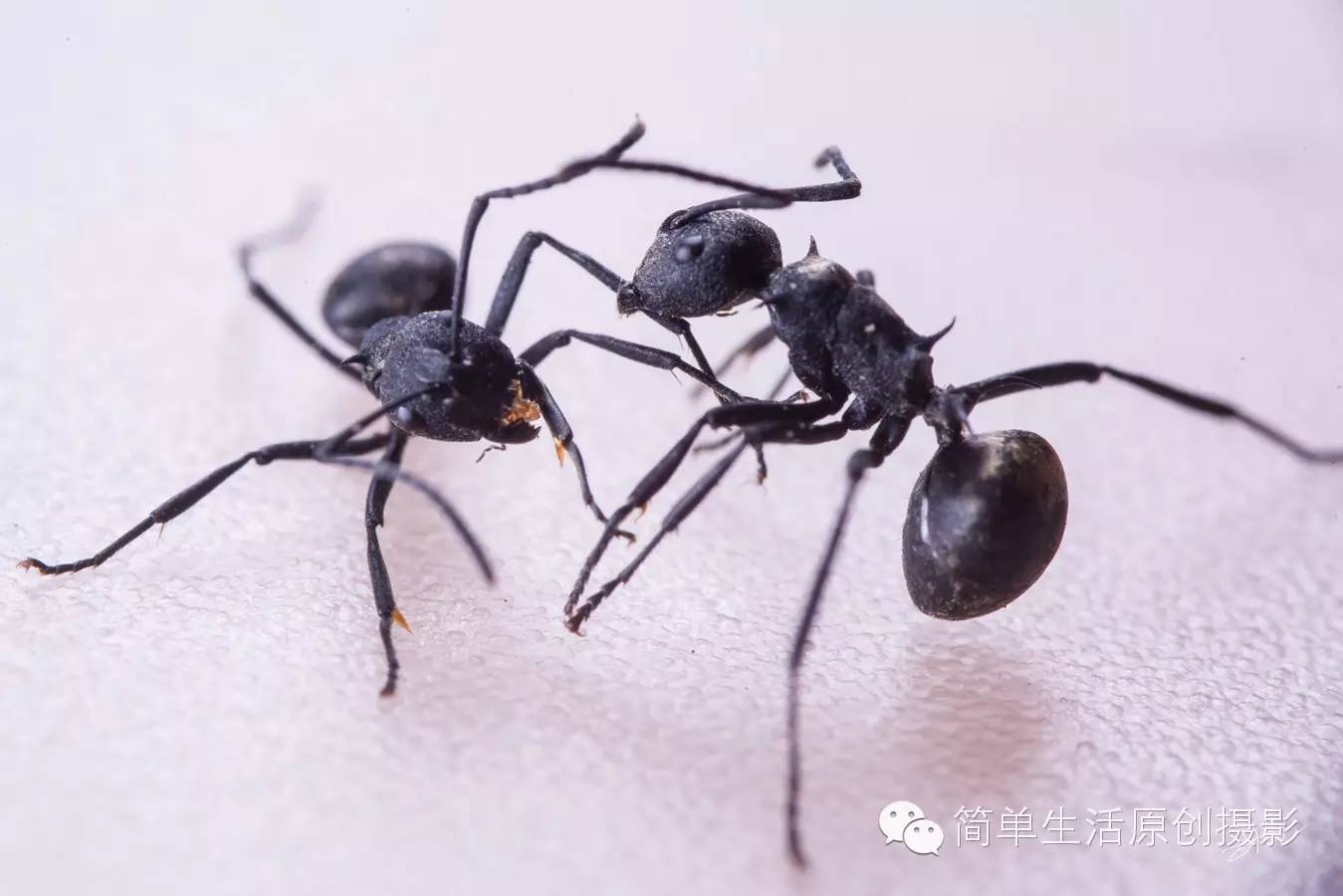 蚂蚁打架