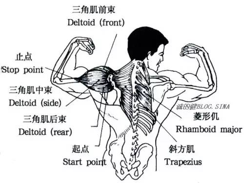 体育 正文  从上面的解剖图中详细的标明了三角肌前束,中束和后束的