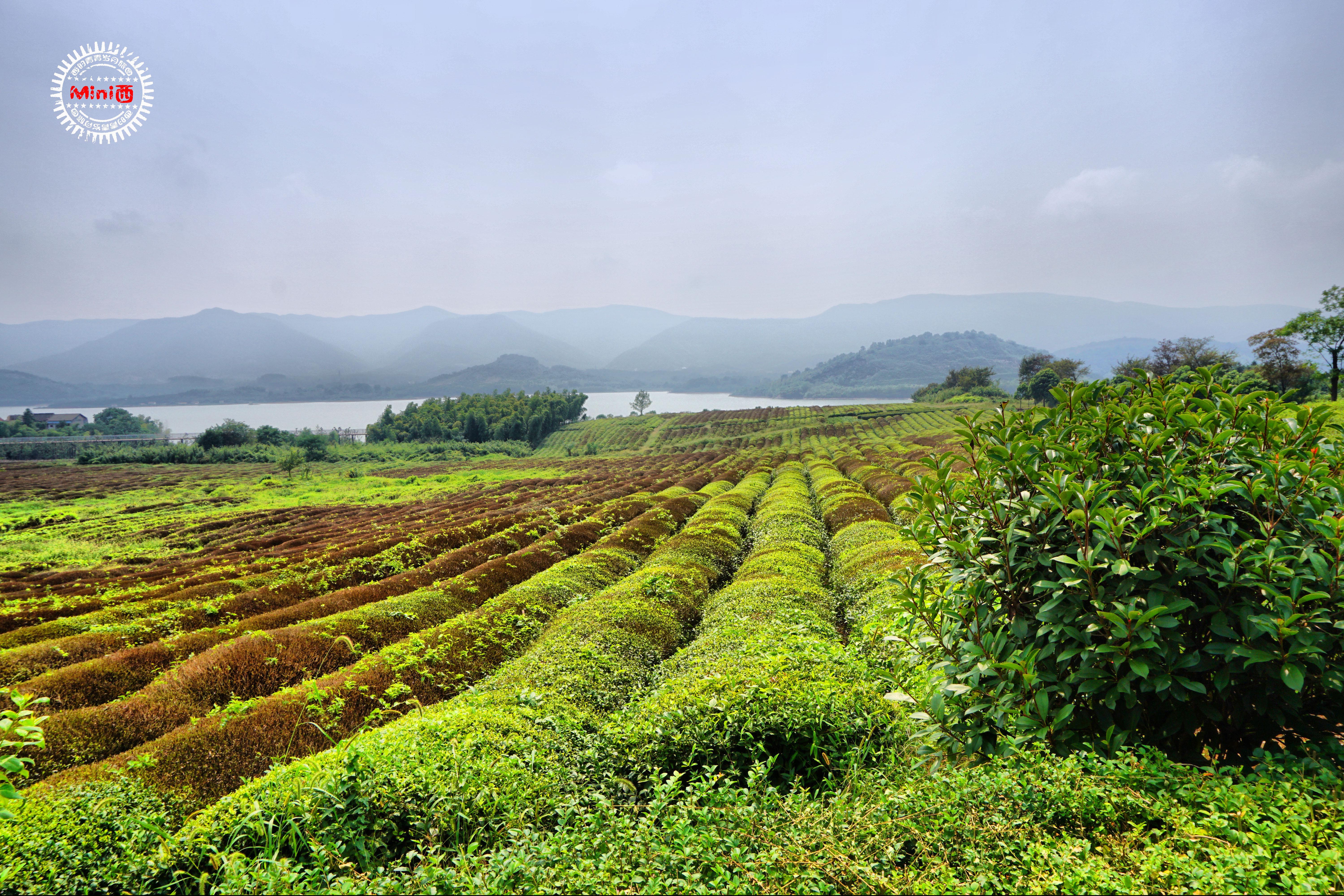 在阳羡来一场穿越山水茶园的小清新骑行