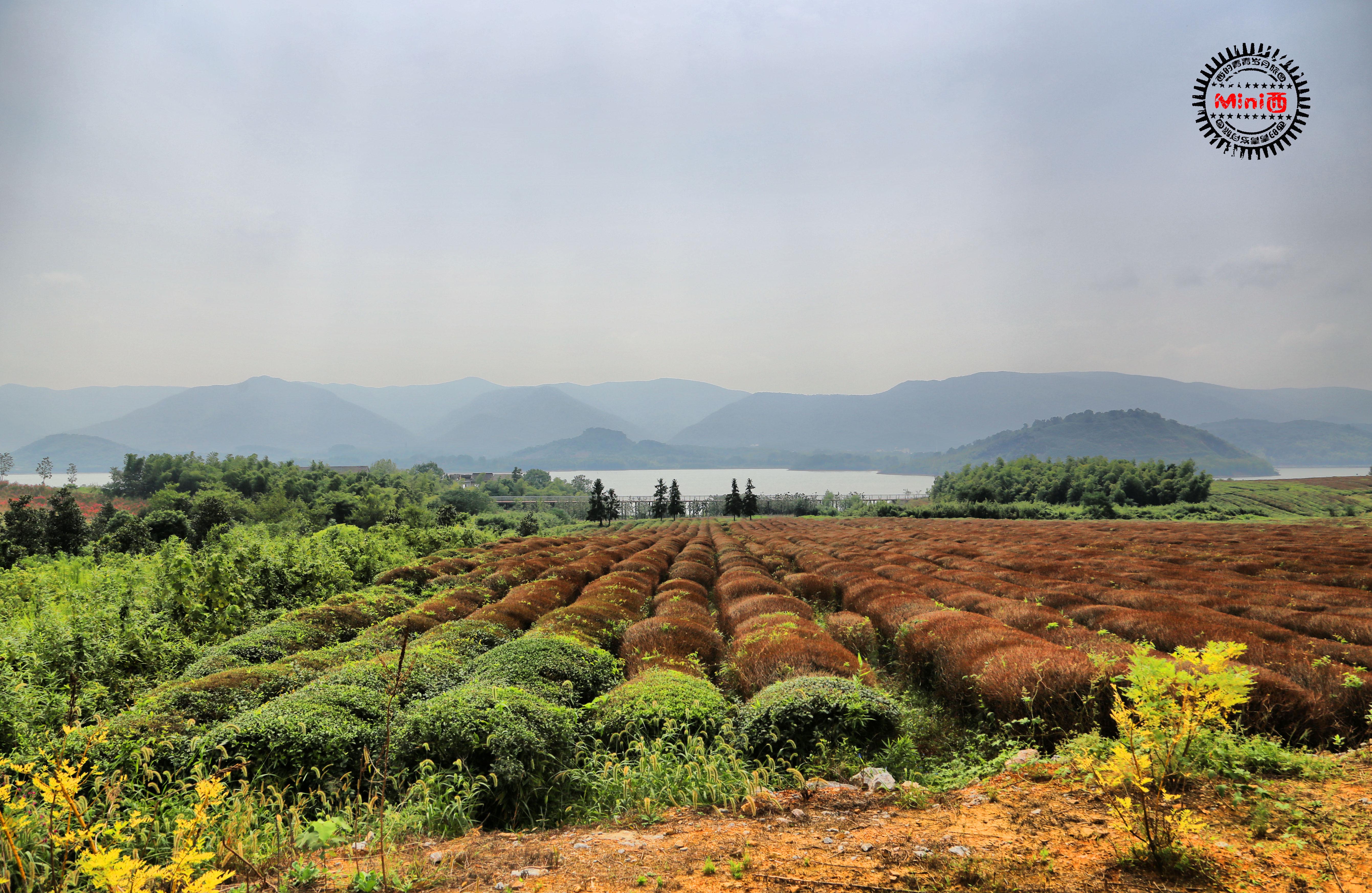 在阳羡来一场穿越山水茶园的小清新骑行