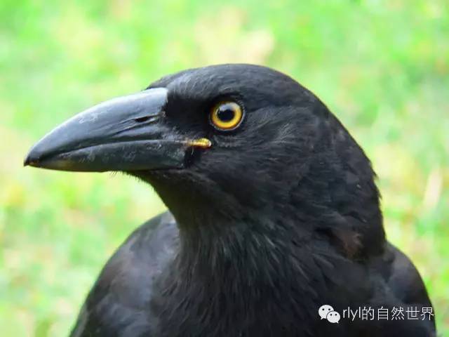 乌鸦真是一种神烦的生物啊,还智商逆天!