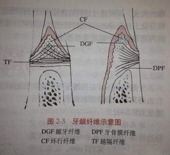 牙周膜,牙槽骨,牙骨质) 1)牙龈:牙龈的结缔组织里含有大量由i型胶原