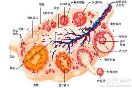 【试管知识】不同卵泡发育问题需要采取哪些措施