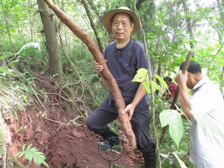 大爷上山挖农村不值钱的葛根在城市可是稀罕玩意