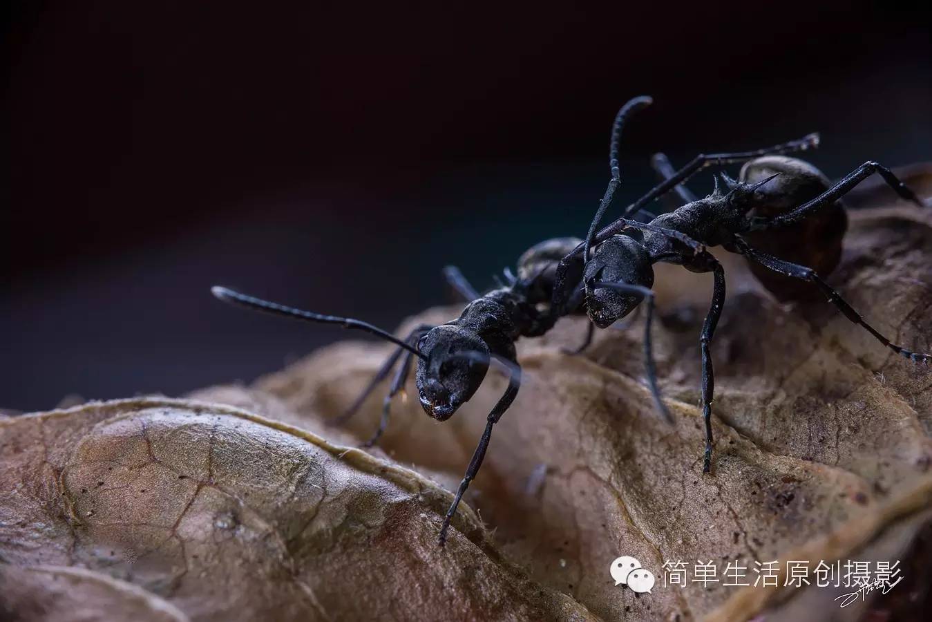 也有人认为,蚂蚁成群打仗咬杀,与群体大小有直接关系.