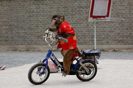 中国辽宁一处景点,表演骑脚踏车的猴子.
