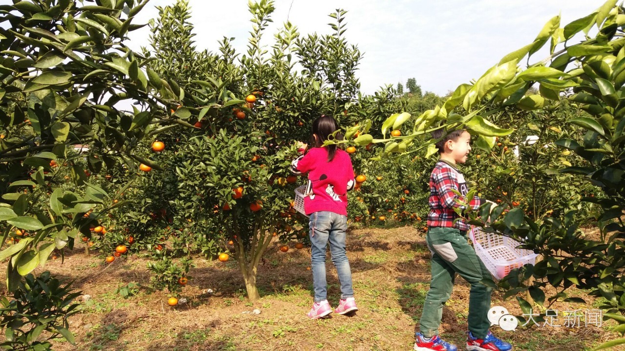 地址:中敖镇明月村   品种:杂柑(济华 春见)   种植面积:500亩   采摘