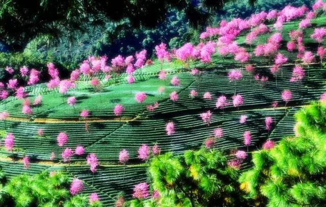 【组图】中国最美的冬樱花要开了!这里是春天