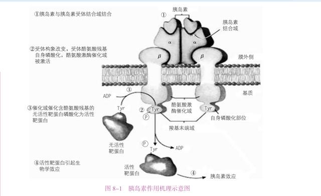 所谓胰岛素抵抗是指细胞上的胰岛素受体对胰岛素不敏感,没有反应,从而