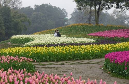 冬有梅傲 松山湖畔,一年四季,季季有花香 花好人美,来,在花海中笑一个