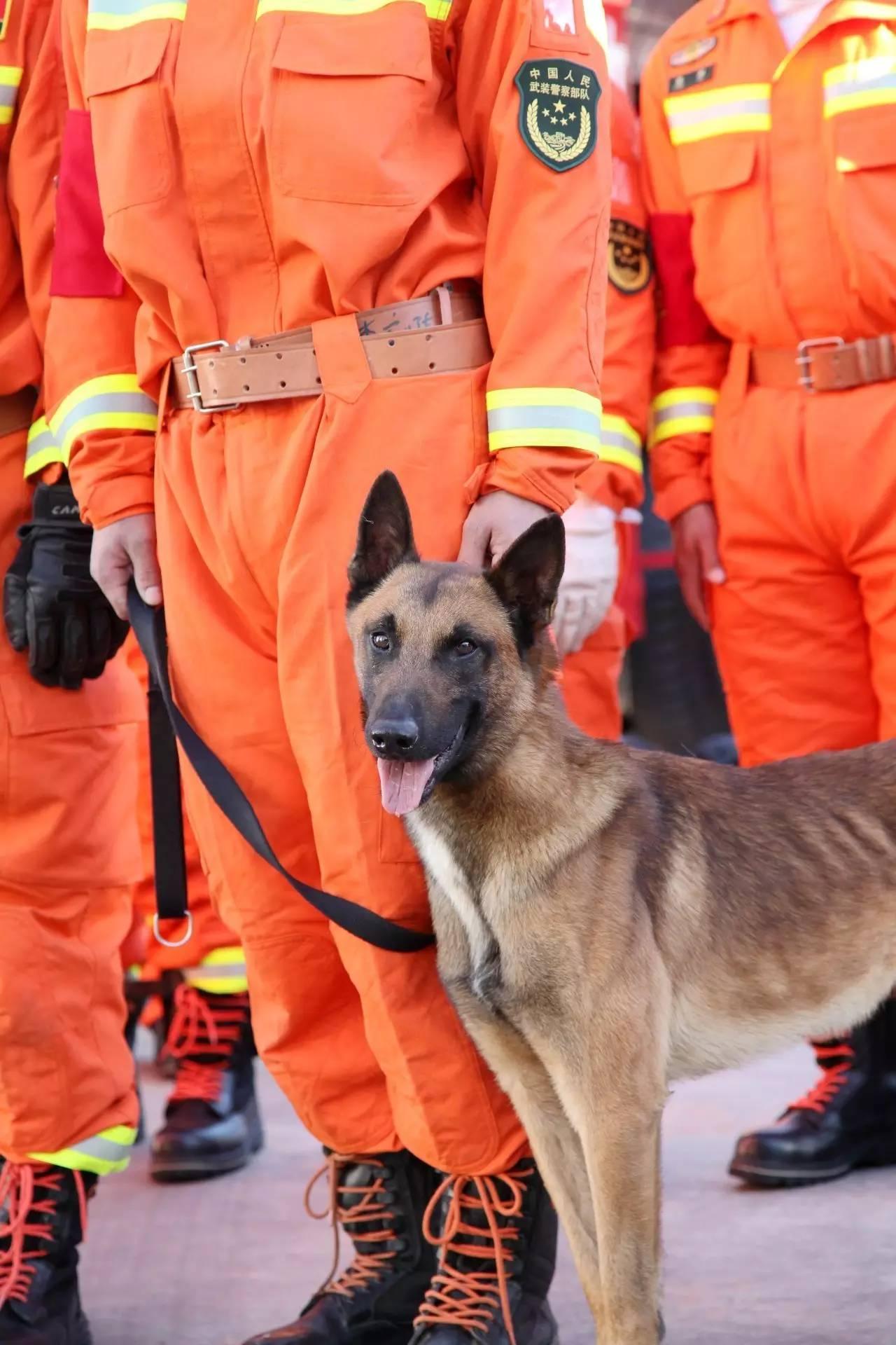 警犬情深!他们相处5年,他出任务,它咬断绳找他